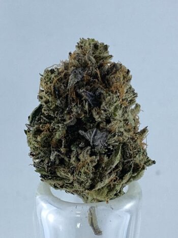 Pink Bubba AAAA+