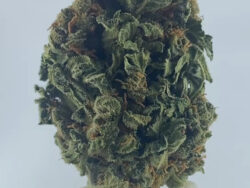 Chemo Sungrown 2025