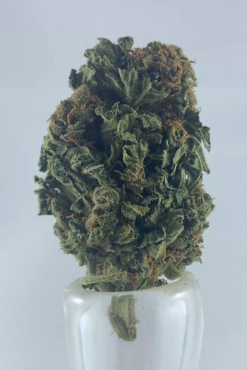 Chemo Sungrown 2025