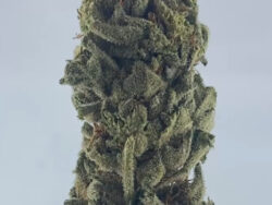 Brain Freeze Sungrown 2025