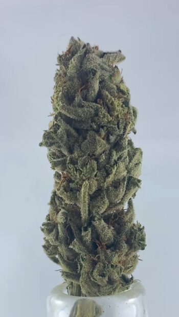 Brain Freeze Sungrown 2025
