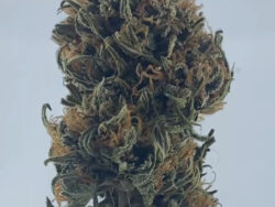 Apricot Kush SUNgrown 2025