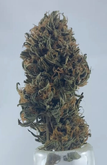 Apricot Kush SUNgrown 2025