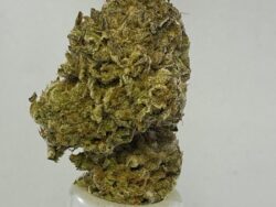 Ghost Train Haze - AAAA Sativa ***Fresh Crop***
