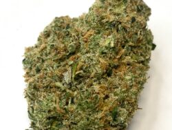 Lemon Skunk