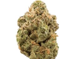 dragon kush