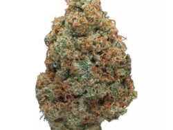 Hawaiian Punch - AAAA Sativa ***Fresh Crop/New Strain